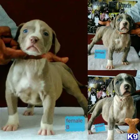 American Bully puppy for sale