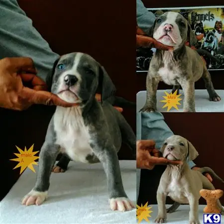 American Bully puppy for sale