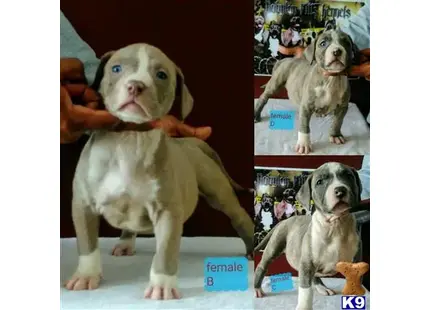 American Bully