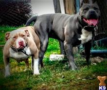 american pit bull puppy posted by rmahbeer