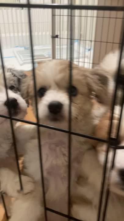 Aussiedoodle puppy video