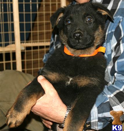 german shepherd puppy posted by rmbrock