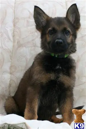 German Shepherd