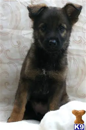 German Shepherd puppy for sale