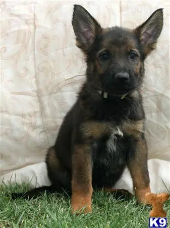 German Shepherd puppy for sale