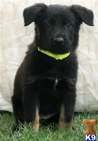 German Shepherd puppy for sale