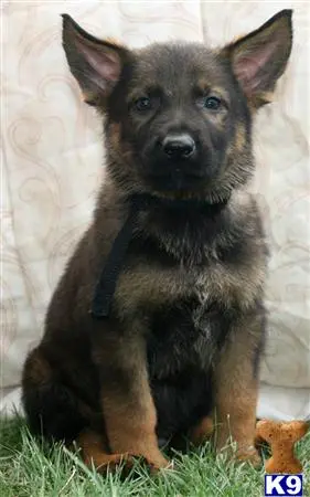 German Shepherd puppy for sale