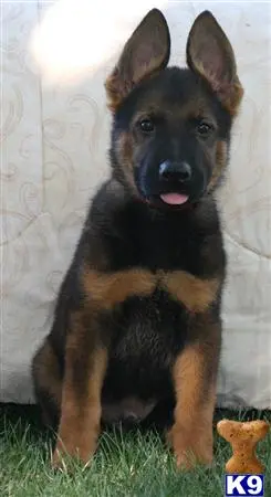 German Shepherd