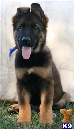 German Shepherd puppy for sale