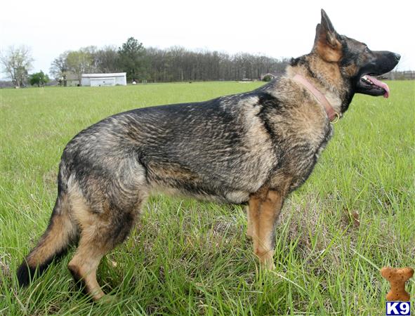 German Shepherd dog