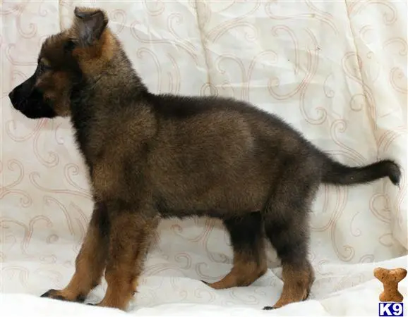 German Shepherd puppy for sale