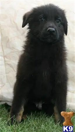 German Shepherd puppy for sale