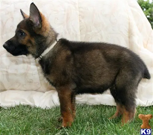 German Shepherd puppy for sale