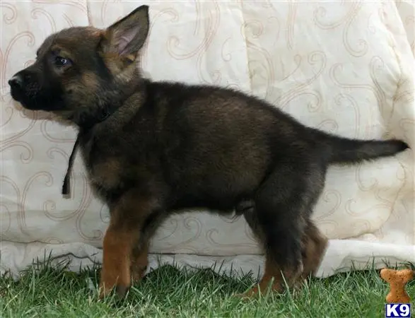 German Shepherd puppy for sale