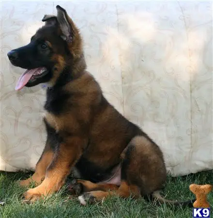 German Shepherd puppy for sale