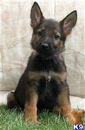 German Shepherd