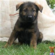 German Shepherd