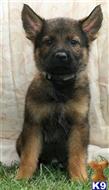 German Shepherd