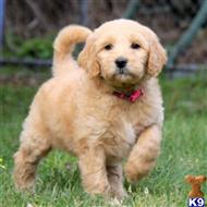 goldendoodles puppy posted by rmceahern