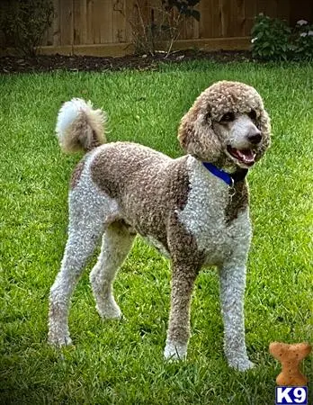 Poodle stud dog