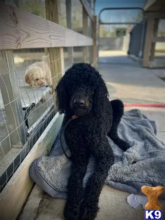 Poodle stud dog