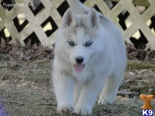 Siberian Husky stud dog