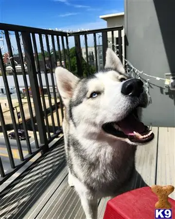 Siberian Husky stud dog