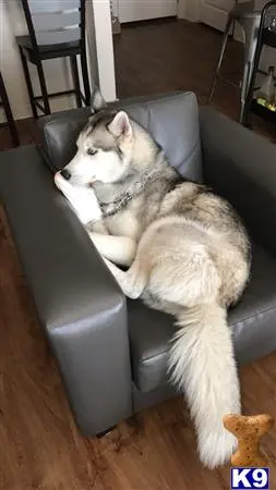 Siberian Husky stud dog