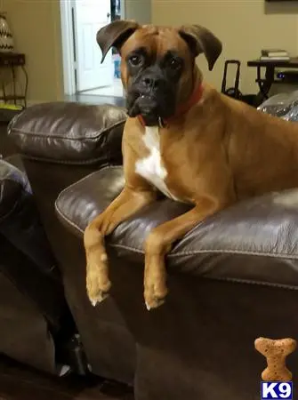 Boxer female dog