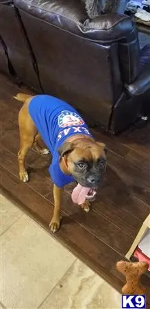 Boxer female dog