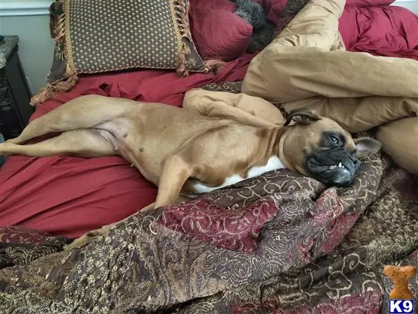 Boxer female dog