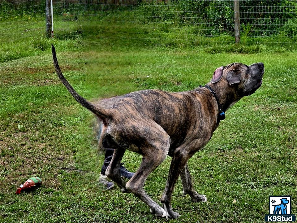 Great Dane stud dog