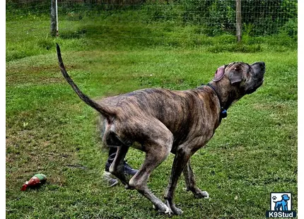 a great dane dog biting another great dane dog