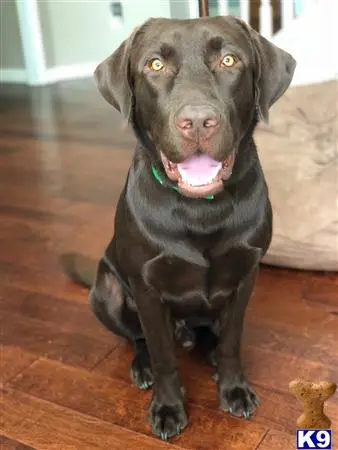 Labrador Retriever stud dog