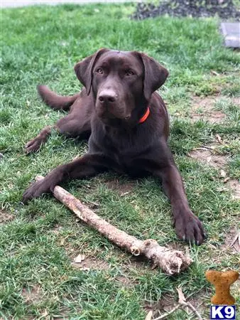 Labrador Retriever stud dog