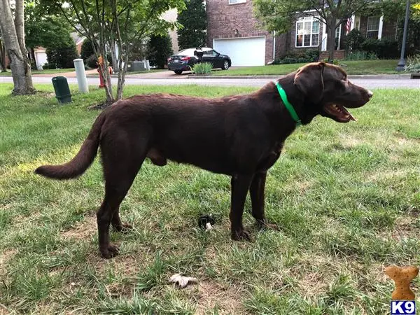 Labrador Retriever stud dog