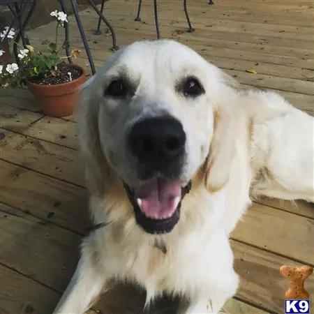 Golden Retriever stud dog