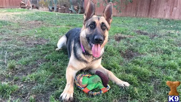 German Shepherd female dog