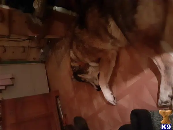 Wolf Dog female dog: Large wolf dog with a thick, brindle coat lying on the floor