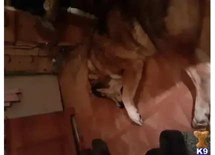 Wolf Dog