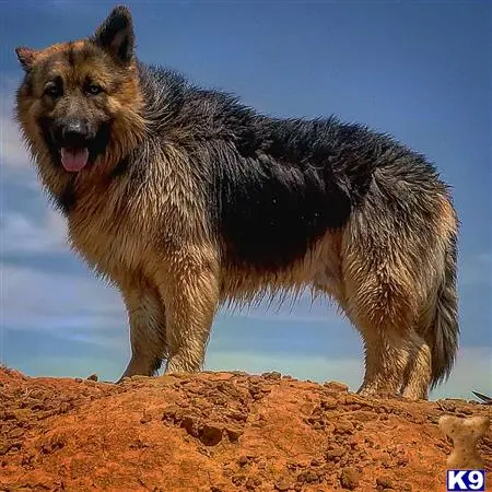 German Shepherd