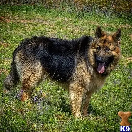 German Shepherd stud dog