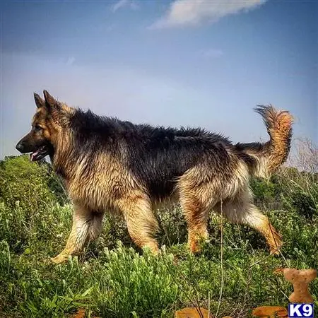 German Shepherd stud dog