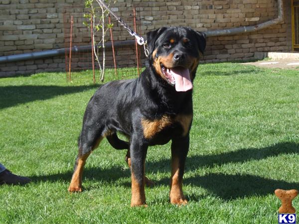 Rottweiler stud dog