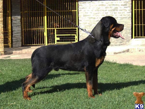 Rottweiler stud dog