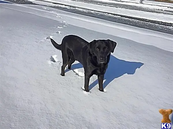 Labrador Retriever