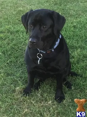 Labrador Retriever puppy for sale