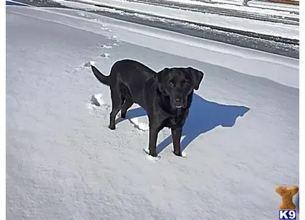 Labrador Retriever