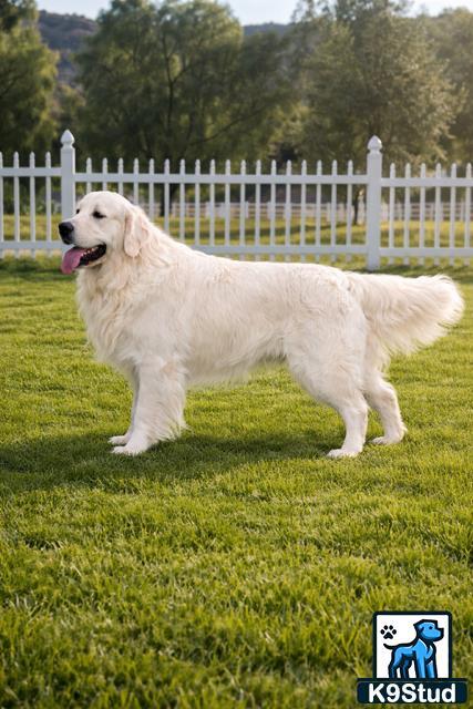 Golden Retriever stud dog