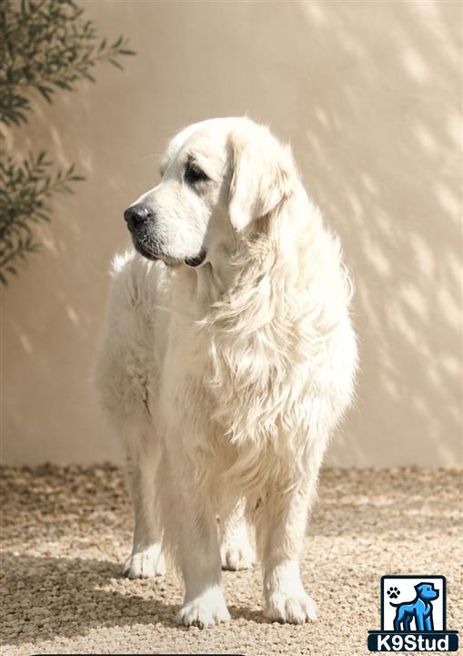 a golden retriever dog standing outside